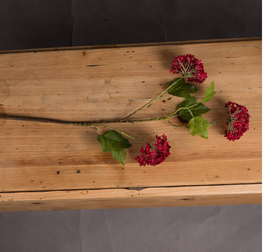 Red Viburnum Stem