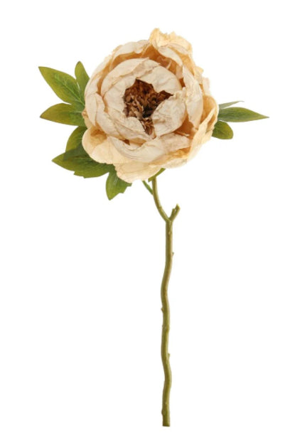 Dried Touch Peony Oyster