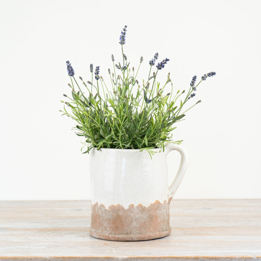 The Isabella Jug