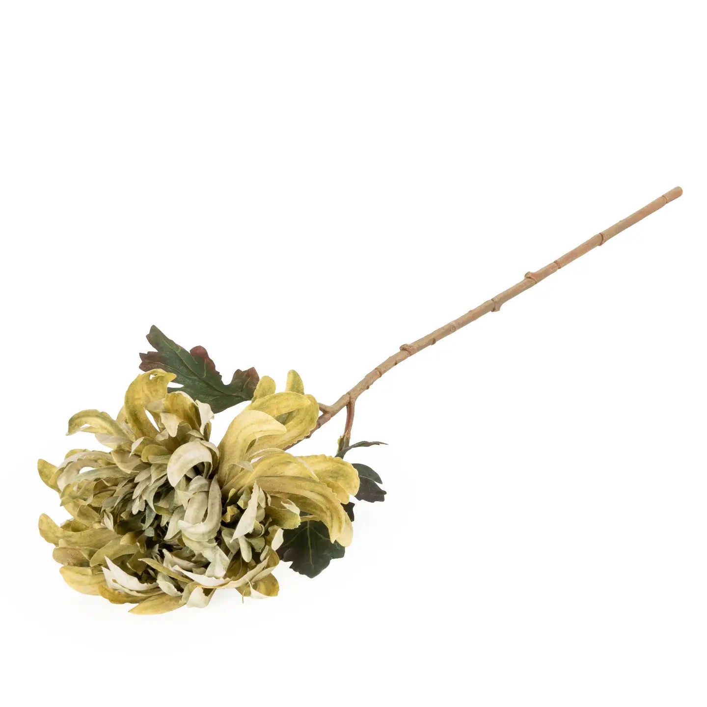 Olive Crysanthemum Stem