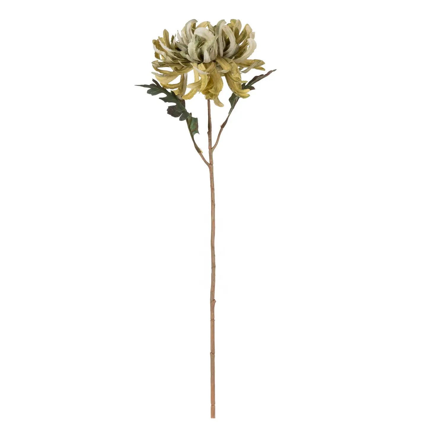 Olive Crysanthemum Stem
