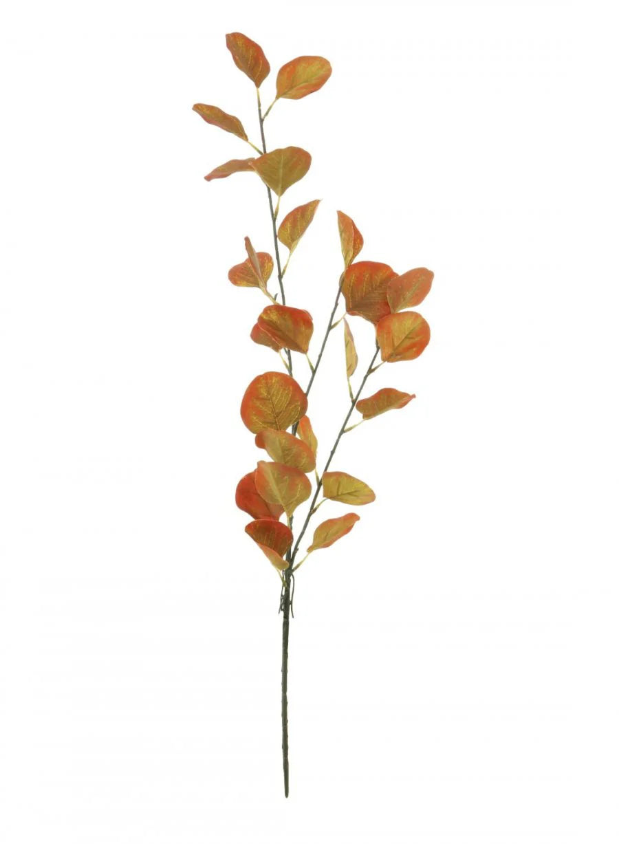 Silver Dollar Eucalyptus Red/Green