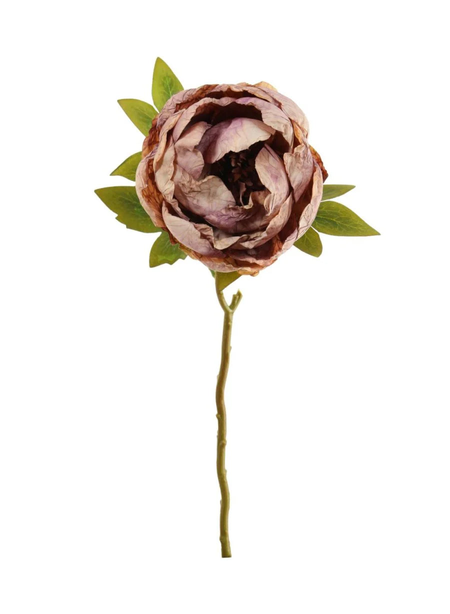 Dried Touch Peony