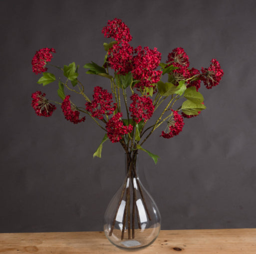 Red Viburnum Stem