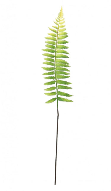 Ostrich Fern Single Stem