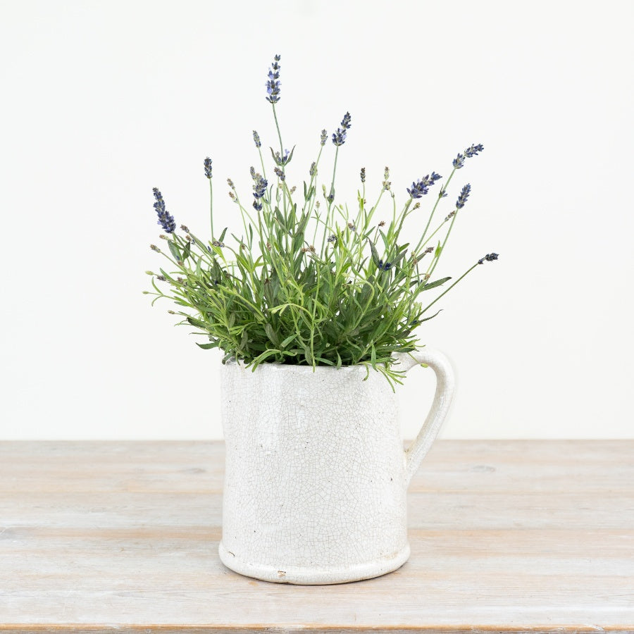 The Juniper Jug