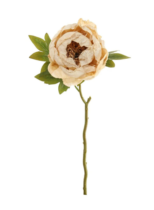 Dried Touch Peony